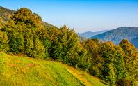 tree branches with orange foliage in forest. hillside on mountain ridge with high hills in the distance on sunny autumn day. beautiful landscape with clear blue sky