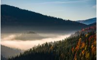 forest in valley at foggy sunrise. gorgeous mountain scenery in autumn