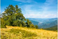 forest on grassy hillside of Carpathians. beautiful summer scenery in mountains