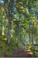 forest path in dappled light. wooden fence. low angle view. beautiful summer scenery