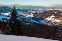 forested hills of Carpathian mountains in winter. beautiful landscape with mountain ridge with snowy peaks in the distance