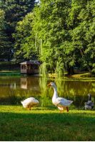 three goose near the pond with gazebo in park at summer morning