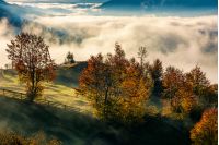 orchard with reddish foliage behind the fence on hillside in autumn mountains. gorgeous countryside with rising fog in valley