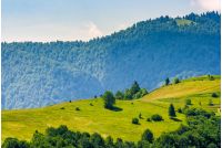 beautiful summer landscape. green grassy meadow on a hillside on top of mountain ridge with some forest