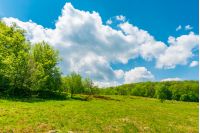 grassy meadow among beech forest. beautiful springtime scenery at high noon. huge fluffy cloud above.