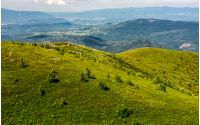 grassy meadow on hillside in summer time. lovely nature of Carpathian mountains