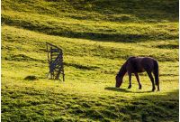 horse grazing on the gassy hillside. lovely scenery on farm outdoor
