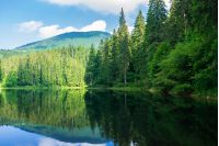 lake among the pine forest. beautiful nature scenery in mountains. green environment concept. summer landscape
