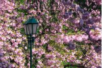 lantern among cherry blossom. beautiful urban scenery