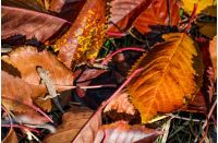 lizard in fallen brown foliage in autumn. lovely nature background. view from above