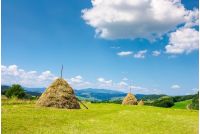 Haystacks on the grassy field. beautiful summer weather. lovely rural area in mountains
