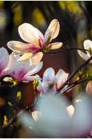 magnolia flowers close up with shallow depth of field on a blur background