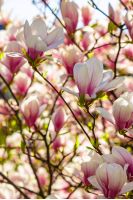 magnolia flowers close up on a blur green grass and leaves background