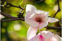 magnolia flowers close up on a blur green grass and leaves background