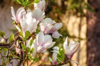 magnolia tree blooming in springtime. tender pink flowers in a shade of urban architecture. picture from uzhhorod city with magnolia soulangeana on a warm april weather for easter postcard background