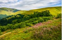 landscape with grassy meadow with purple flowers by the road on the slope of a hill. Carpathian mountain ridge Borzhava on a beautiful sunny summer day