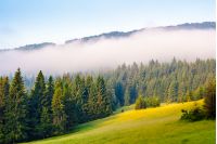 morning mist over the conifer forest on hillside meadow in Carpathian Mountains