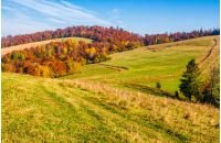mountain rural area in late autumn season. agricultural field on a hill near the forest with red foliage. beautiful and vivid countryside landscape.