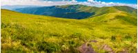 panoramic summer landscape in Carpathians. road through grassy hillside meadow on Borzhava mountain ridge. popular tourist destination. good sunny weather.
