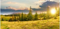 panorama of beautiful countryside in mountains at sunset in evening light. spruce trees on the meadow. top of the snow covered ridge in the distance. wonderful nature scenery