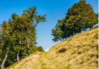 path through beech forest on a grassy hillside