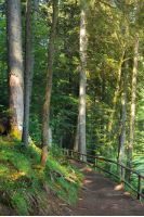 path through coniferous forest in dappled light. wooden fence. beautiful summer scenery