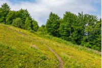 path through slippery slope with forest. natural summer travel background