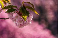 branch of delicate pink flowers of blossomed Japanese cherry trees on the blurred background of sakura garden