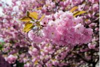 delicate pink flowers blossomed Japanese cherry trees on blur background