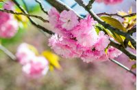 closeup of pink flowers with shallow depth of field on the branches of Japanese sakura  bloomed  in spring green garden blurred background