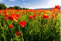 poppy field in summer evening. beautiful nature scenery with vivid flowers in sunset light