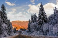 road in winter spruce forest. beautiful nature scenery in mountains at evening