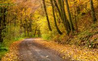 road turnaround in autumn forest. beautiful nature scenery with lots of colorful foliage on hillside
