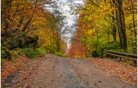 asphalt road uphill in autumn forest on overcast day. lovely nature scenery with lots of colorful foliage on hillside