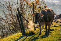 rufous cow near the fence on hillside on foggy morning. beautiful countryside scenery