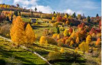 rural area on hillside in autumn. spectacular countryside scenery with yellow trees, fences and fields in fine weather condition