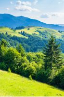rural field on forested rolling hills in summer. wonderful mountainous landscape