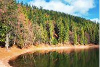 shore of the lake among coniferous forest with some beech trees in autumn. beautiful nature scenery in high noon. some clouds on a blue sky. colorful fallen foliage