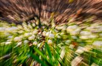 snowflake, first flowers of spring. abstract background with lense zoom blur effect