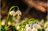 first flowers in springtime. spring snowflake also called Leucojum on a blurred background of forest meadow in mountains. snowbell closeup.
