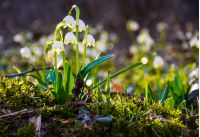 first flowers in springtime. spring snowflake also called Leucojum on a blurred background of forest meadow in sunlight. snowbell closeup.