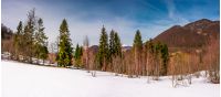 snowy slope with forest in springtime. lovely panorama of mountainous countryside