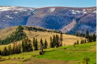 carpathian mountain peaks in snow above green rural meadow in spring season