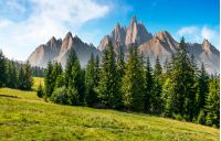 spruce forest on grassy hillside in mountains with rocky peaks. gorgeous composite image of summer landscape. strengths and eternity concept
