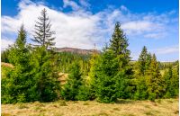 Spruce forest at mountain hillside. meadows with weathered grass on bright sunny day with blue sky and clouds. beautiful springtime landscape