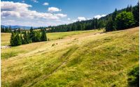 spruce forest on a grassy hillside. beautiful summer landscape in mountains