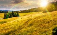 spruce forest on a grassy hillside at sunset. beautiful summer landscape in mountains in evening light. countryside scenery for travel. timeless nostalgia book cover with rainbow