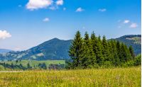 spruce forest on a hill side meadow in high mountains on a clear summer sunny day with some clouds