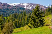 spruce trees on grassy hillside. beautiful springtime scenery in mountains with snowy tops