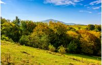 early autumn mountain landscape. green meadow near the forest on the hillside in Carpathians